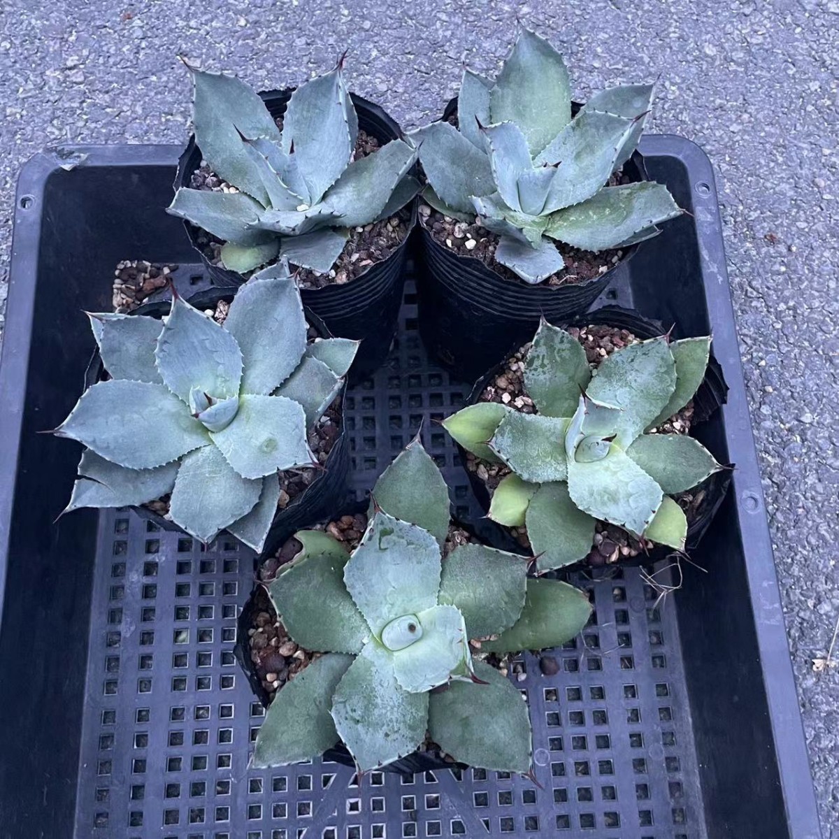 アガベ agave パリー パリー 吉祥天 5株 | fahrschule-ny.de