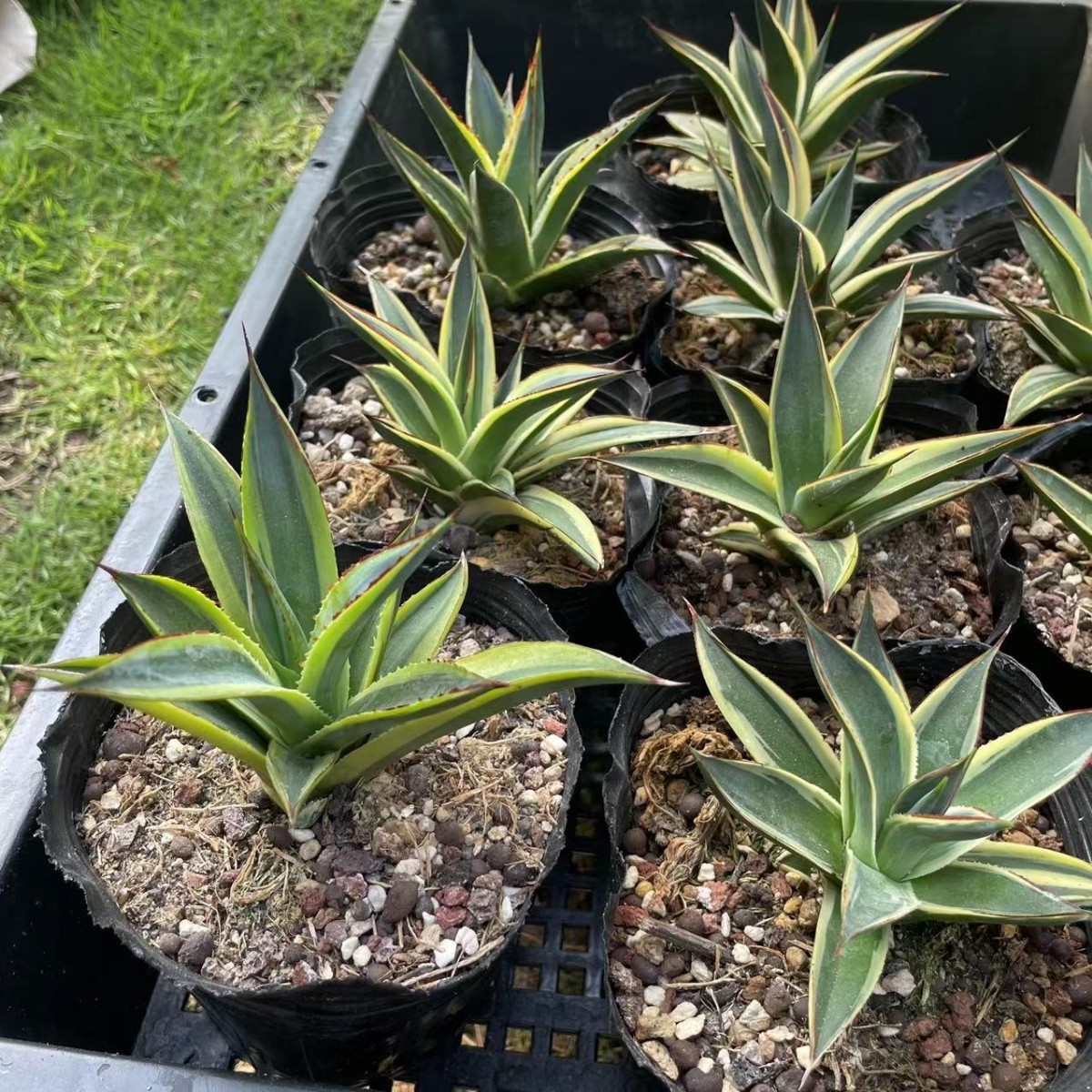 多肉植物 アガベ バーントバーガンディ錦 10株 | normanhubbard.com