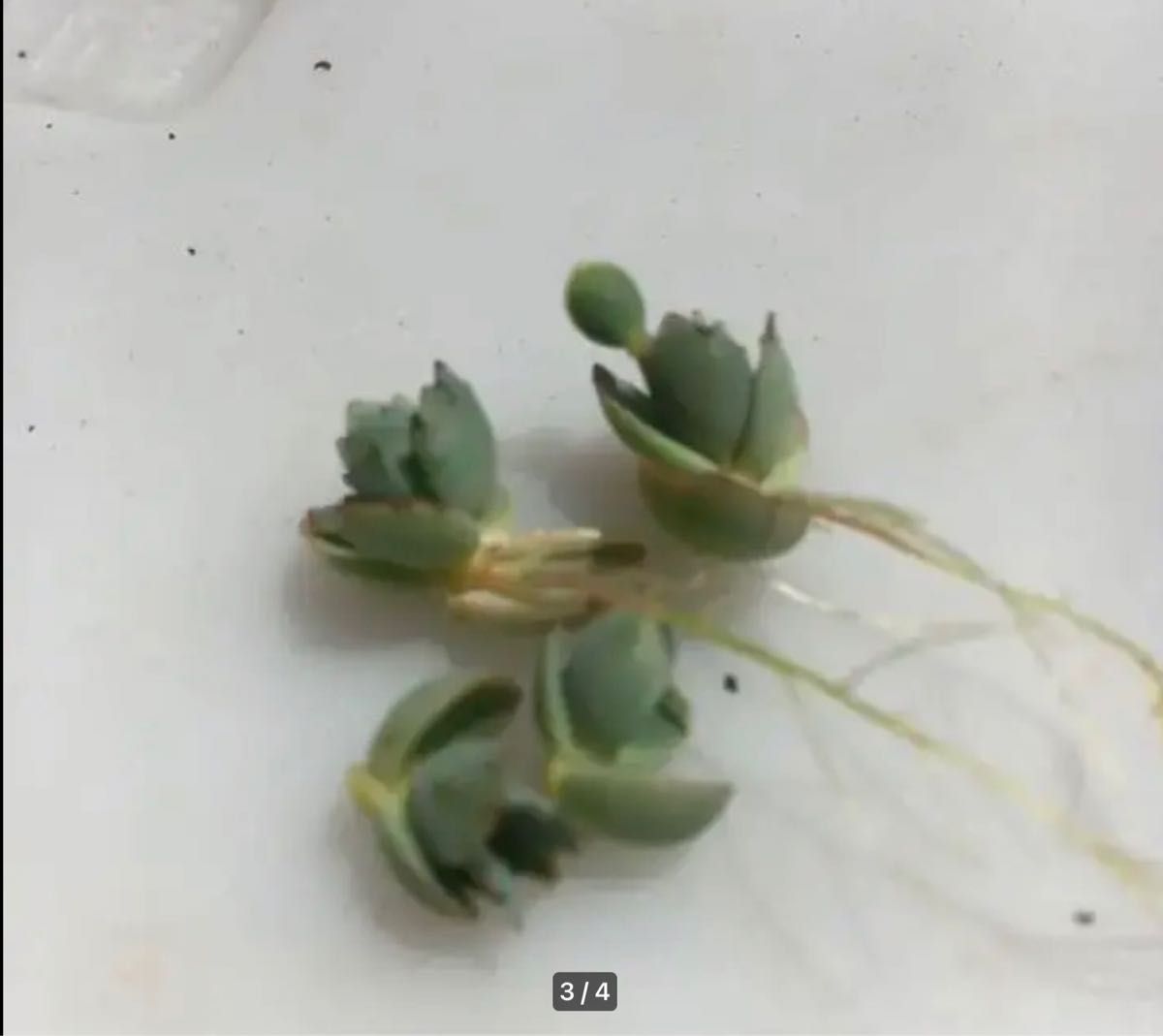 多肉植物 セイロンベンケイソウ(子宝草) マザーリーフ100株以上 多肉植物 セイロンベンケイソウ(子宝草) マザーリーフ100株以上