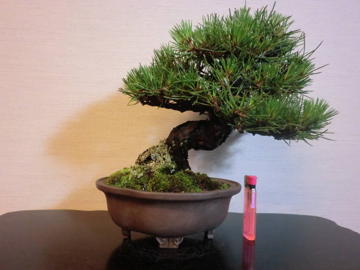 黒松 壱興鉢入持込み模様樹 21㎝ 黒松 壱興鉢入持込み模様樹 21㎝