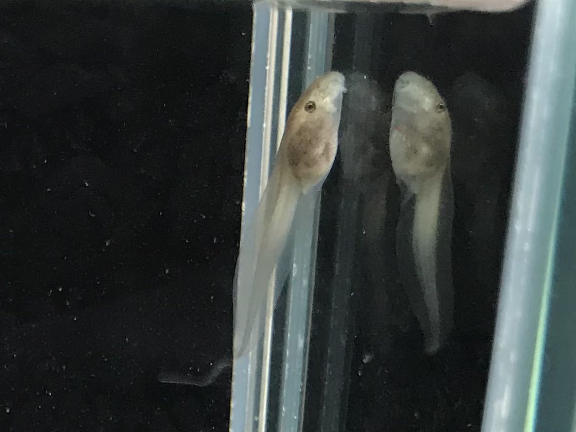 スケルトン モリアオガエル オタマジャクシ 5匹 (両生類)モリアオガエル オタマジャクシ(5匹)