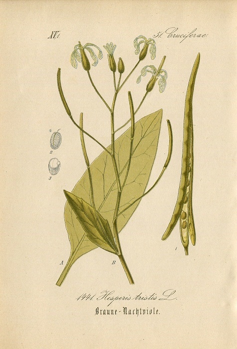 1880年 ドイツの植物 多色石版画 アブラナ科 ハナダイコン属 マルコルミア属など5枚 ハナダイコン バージニアストック_画像5
