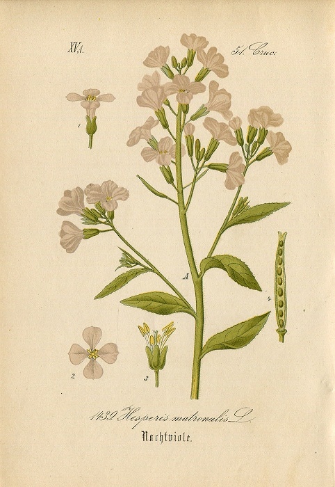 1880年 ドイツの植物 多色石版画 アブラナ科 ハナダイコン属 マルコルミア属など5枚 ハナダイコン バージニアストック_画像1