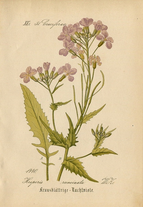 1880年 ドイツの植物 多色石版画 アブラナ科 ハナダイコン属 マルコルミア属など5枚 ハナダイコン バージニアストック_画像3