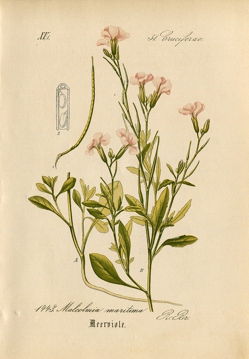 1880年 ドイツの植物 多色石版画 アブラナ科 ハナダイコン属 マルコルミア属など5枚 ハナダイコン バージニアストック_画像9