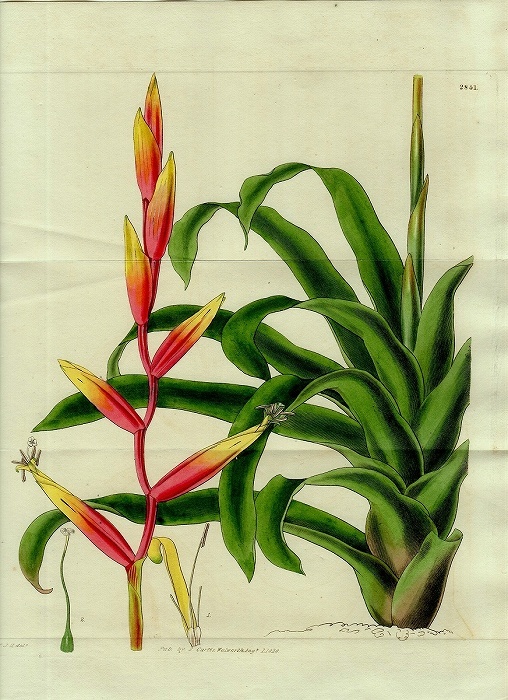 1828年 手彩色 銅版画 Curtis Botanical Magazine No.2841 パイナップル科 インコアナナス属 TILLANDSIA PSITTACINA エアープランツ_画像1