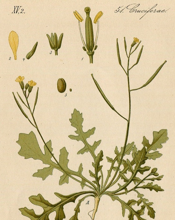 1880年 ドイツの植物 多色石版画 アブラナ科 オハツキガラシ属 エダウチナズナ属など5枚 ロボウガラシ エダウチナズナ_画像10