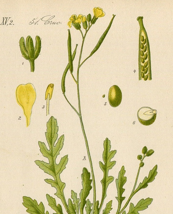 1880年 ドイツの植物 多色石版画 アブラナ科 オハツキガラシ属 エダウチナズナ属など5枚 ロボウガラシ エダウチナズナ_画像8