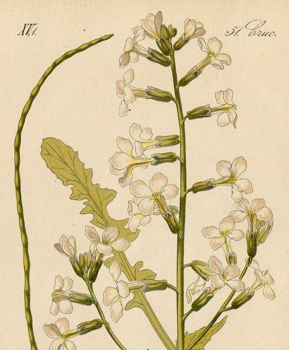 1880年 ドイツの植物 多色石版画 アブラナ科 ハナダイコン属 マルコルミア属など5枚 ハナダイコン バージニアストック_画像8