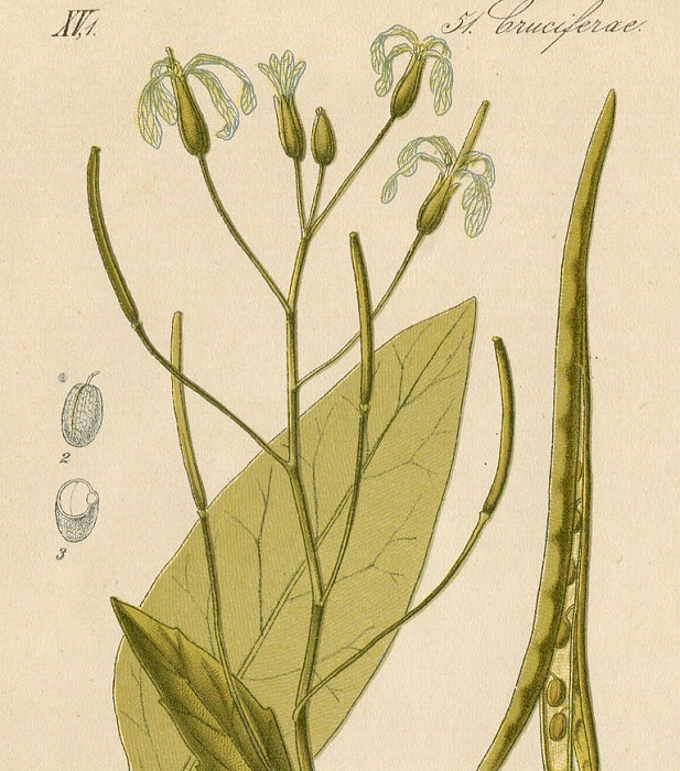 1880年 ドイツの植物 多色石版画 アブラナ科 ハナダイコン属 マルコルミア属など5枚 ハナダイコン バージニアストック_画像6