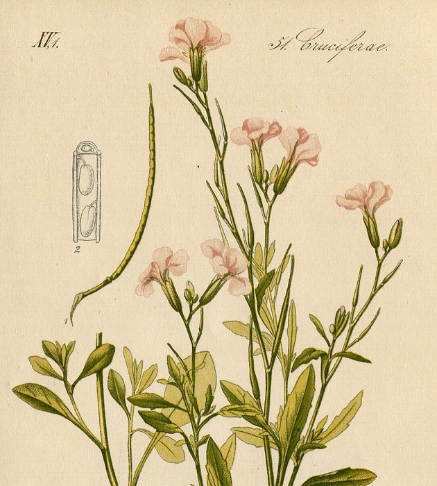 1880年 ドイツの植物 多色石版画 アブラナ科 ハナダイコン属 マルコルミア属など5枚 ハナダイコン バージニアストック_画像10