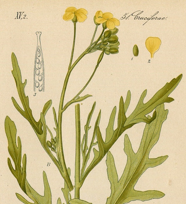 1880年 ドイツの植物 多色石版画 アブラナ科 オハツキガラシ属 エダウチナズナ属など5枚 ロボウガラシ エダウチナズナ_画像6