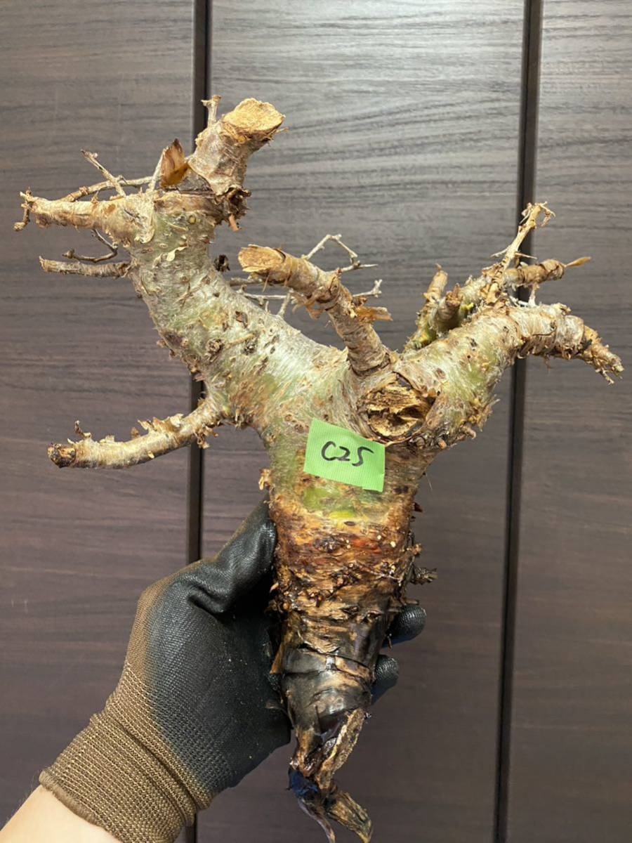 コミフォラ クア commiphora kua-