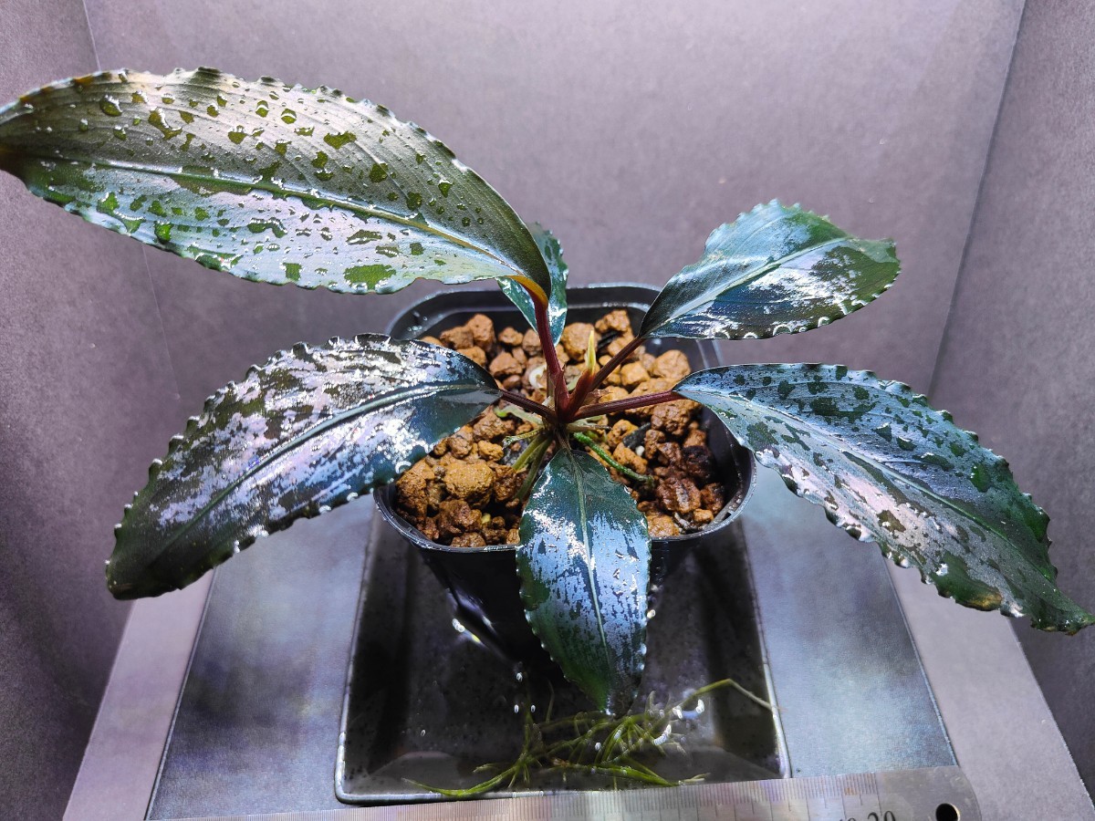 Yahoo!オークション - Bucephalandra sp.”Deep purple”【AZ1011 Yahoo!オークション - Bucephalandra sp.”Deep purple”【AZ1011