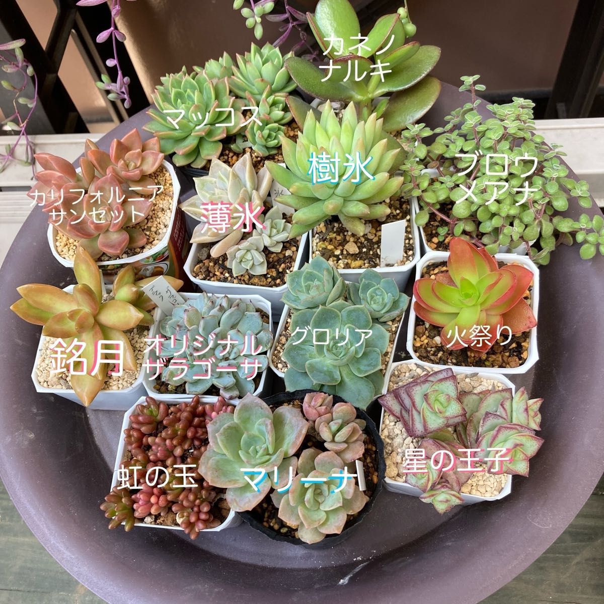 ■ 多肉植物 マッコス ・虹の玉・カリフォルニアサンセット・マリーナ・星の王子・ブロウメアナ等 ■ 合計13種類 宅急便コンパクト
