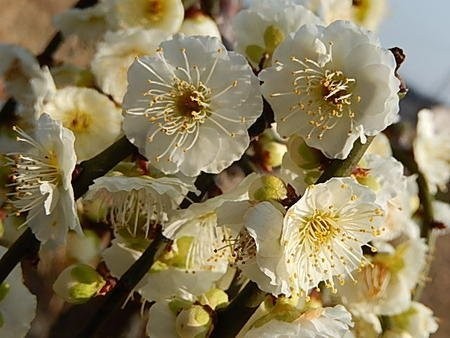 盆栽 観葉植物 人気 梅盆栽八重咲 2022年3月頃開花_画像3
