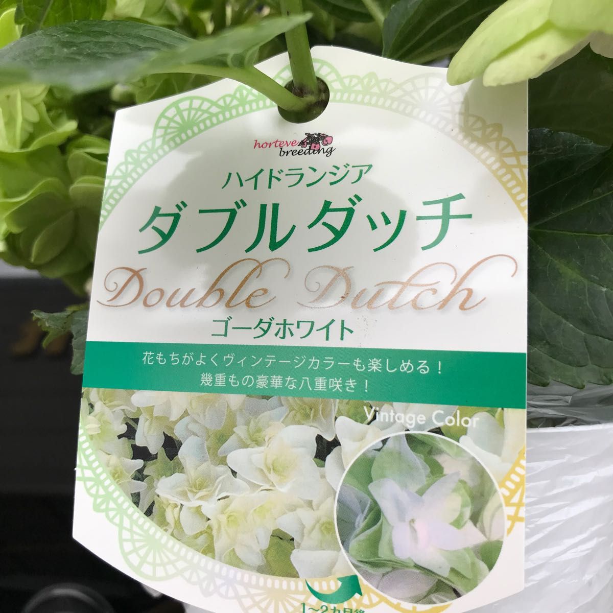 あじさい 豪華な八重手毬咲き 【ダブルダッチ ゴーダホワイト あじさい 豪華な八重手毬咲き 【ダブルダッチ ゴーダホワイト