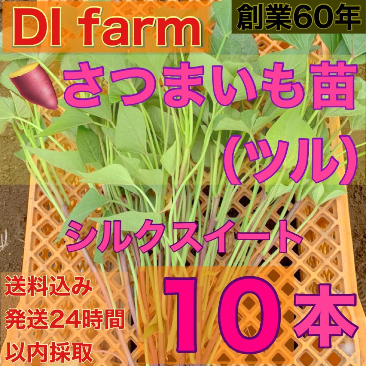 6月限定 さつまいも苗 シルクスイート苗 10本 栽培用 芋苗 受注受付後