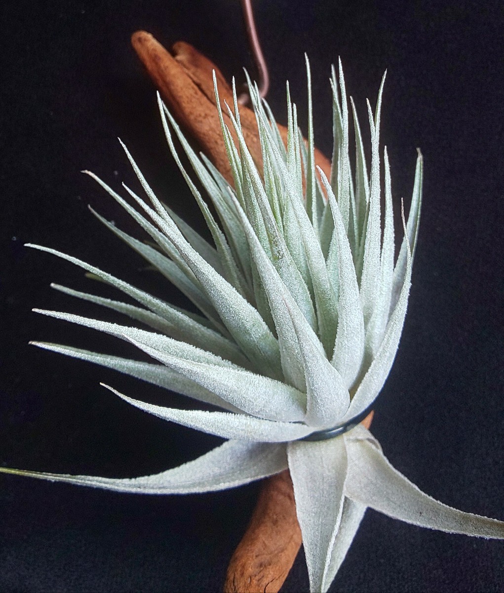 Tillandsia roseiflora チランジア ロゼイフローラ 配送料無料 エアー