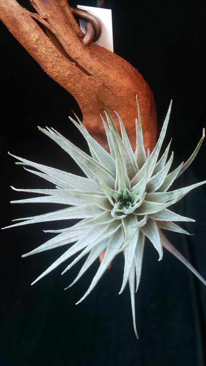 Tillandsia roseiflora チランジア ロゼイフローラ 配送料無料 Tillandsia roseiflora チランジア ロゼイフローラ 配送料無料