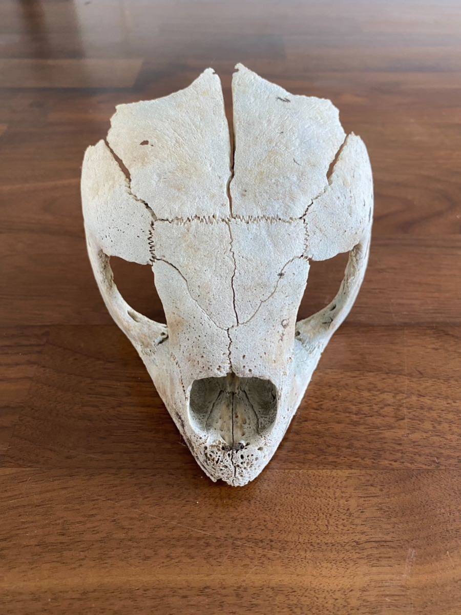 骨格標本】 アカウミガメの頭蓋骨 標本 骨格標本