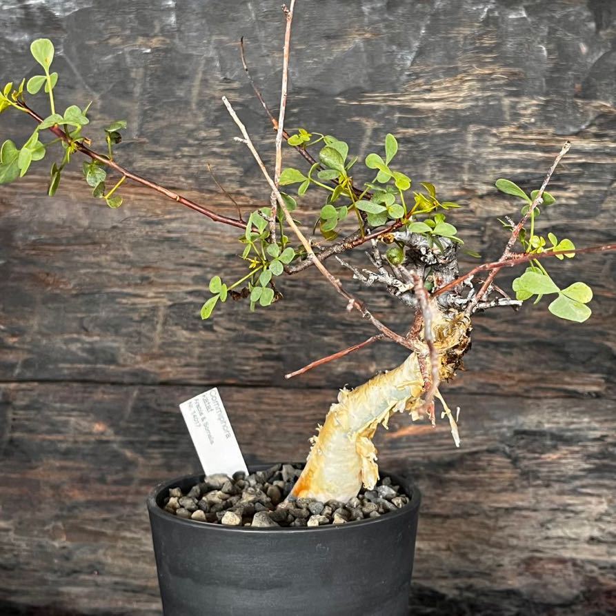 Commiphora Kataf 】コミフォラ・カタフ from ソマリア&EXOHCA Commiphora Kataf 】コミフォラ・カタフ from ソマリア&EXOHCA