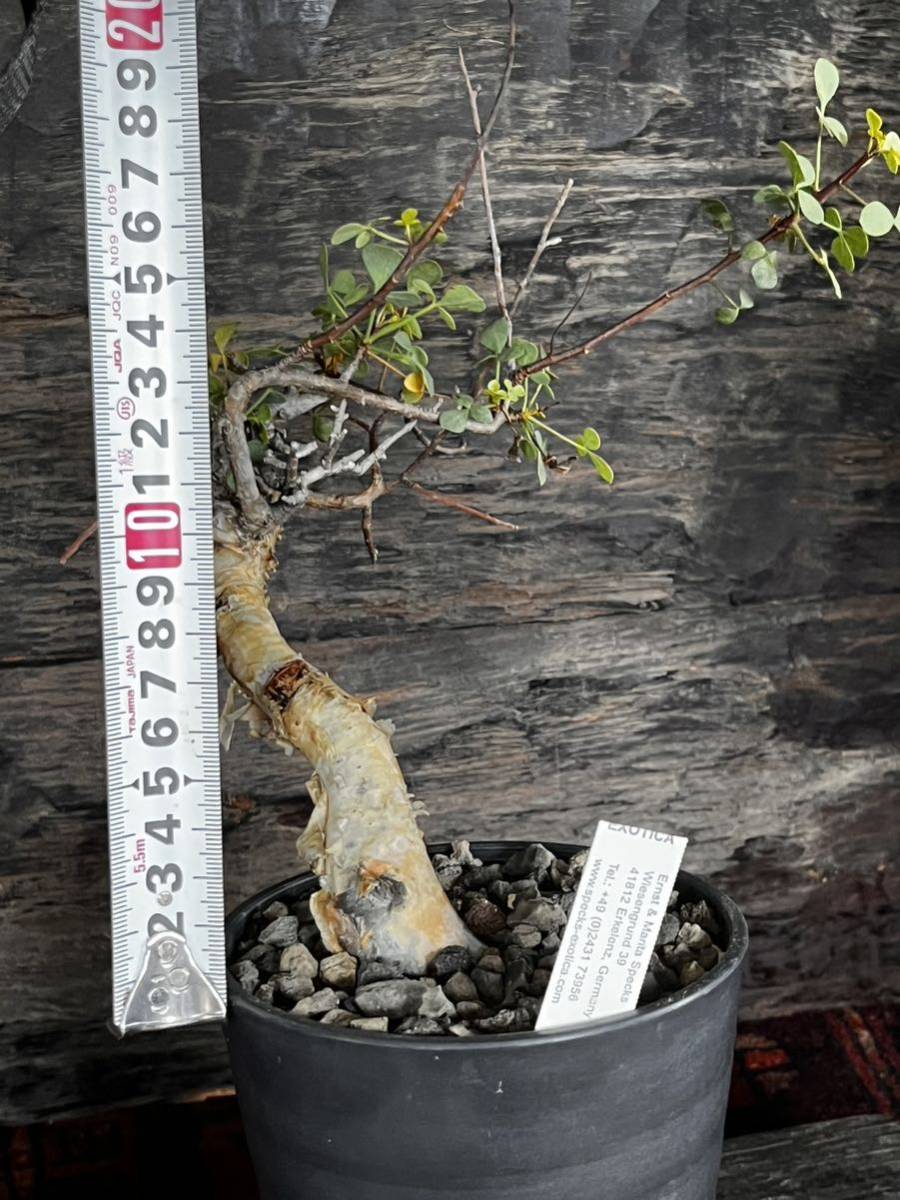 Commiphora Kataf 】コミフォラ・カタフ from ソマリア&EXOHCA Commiphora Kataf 】コミフォラ・カタフ from ソマリア&EXOHCA