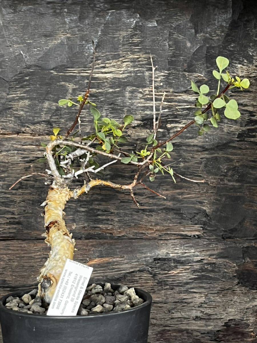 Commiphora Kataf 】コミフォラ・カタフ from ソマリア&EXOHCA Commiphora Kataf 】コミフォラ・カタフ from ソマリア&EXOHCA