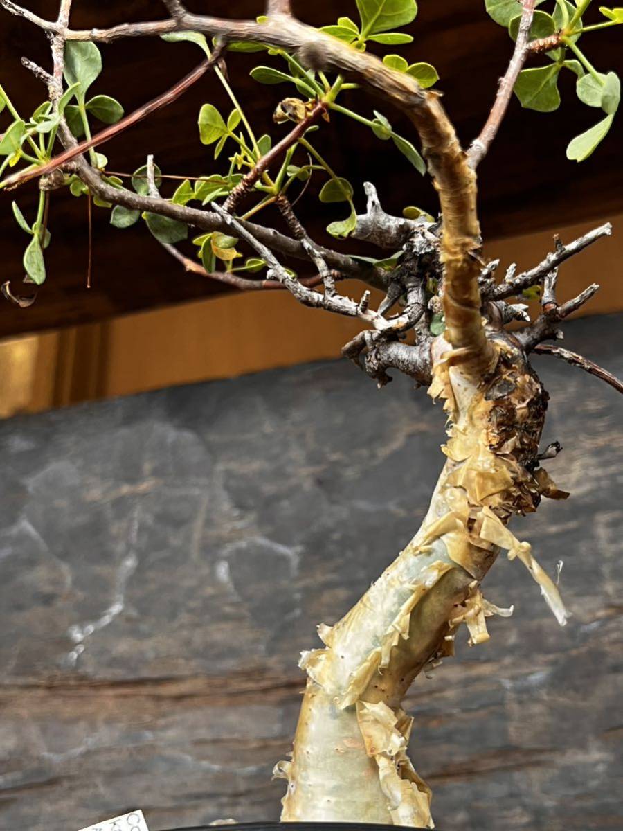 Commiphora Kataf 】コミフォラ・カタフ from ソマリア&EXOHCA Commiphora Kataf 】コミフォラ・カタフ from ソマリア&EXOHCA