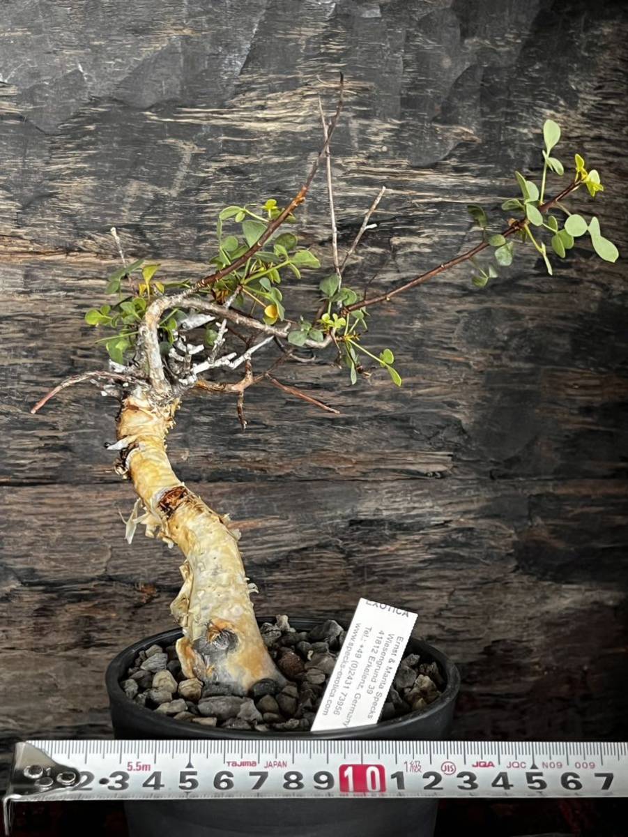 Commiphora Kataf 】コミフォラ・カタフ from ソマリア&EXOHCA Commiphora Kataf 】コミフォラ・カタフ from ソマリア&EXOHCA