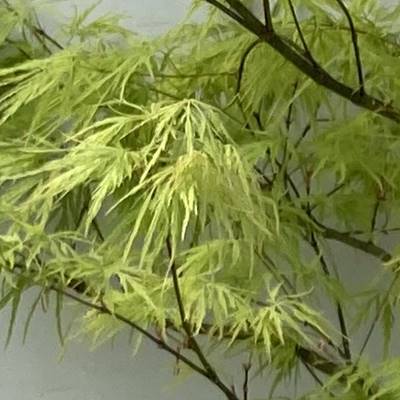 現品》青枝垂れ紅葉(アオシダレモミジ)樹高1.6m(根鉢含まず)11