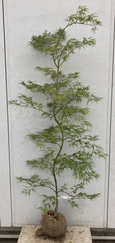 現品》青枝垂れ紅葉(アオシダレモミジ)樹高1.6m(根鉢含まず)11