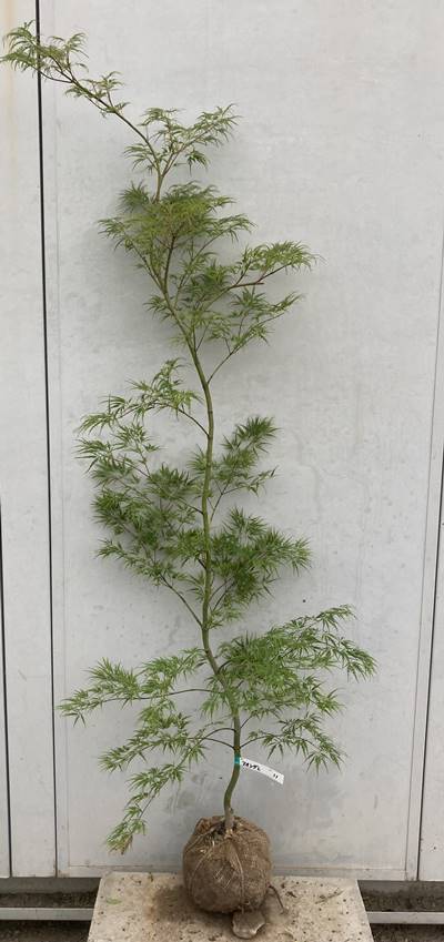 現品》青枝垂れ紅葉(アオシダレモミジ)樹高1.6m(根鉢含まず)11