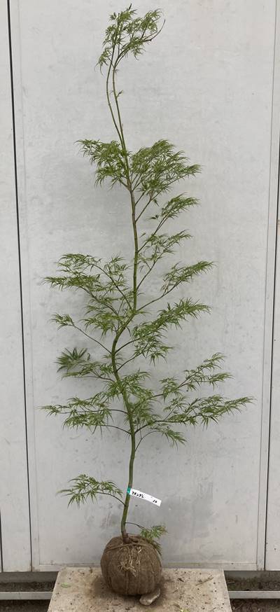 現品》青枝垂れ紅葉(アオシダレモミジ)樹高1.6m(根鉢含まず)11