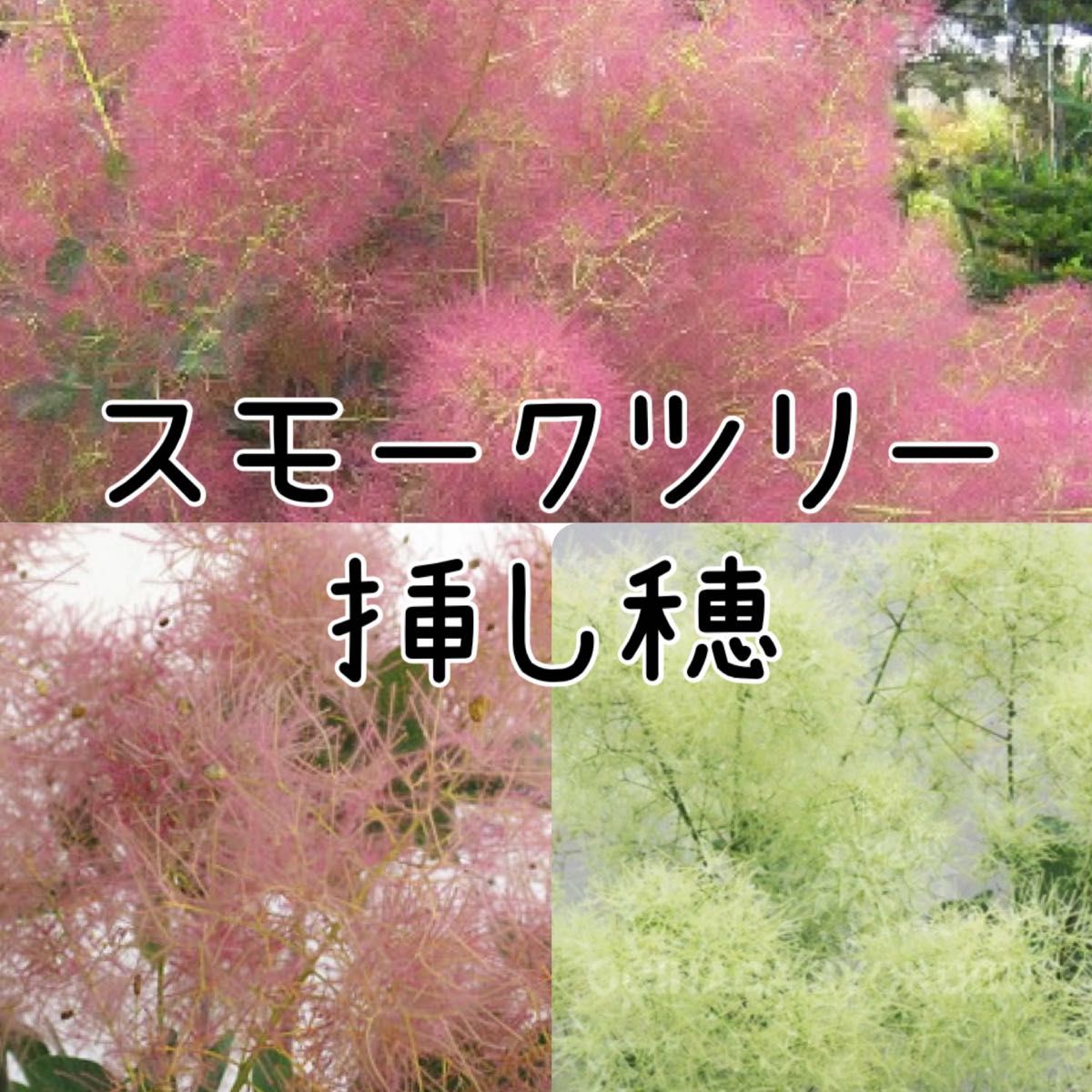 スモークツリー 挿し木用 小枝 3本 | www.fraynacho.com