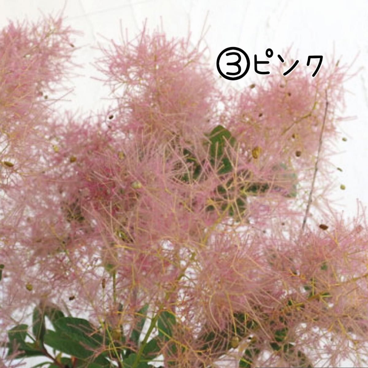 スモークツリー 挿し木用 小枝 3本 | www.fraynacho.com