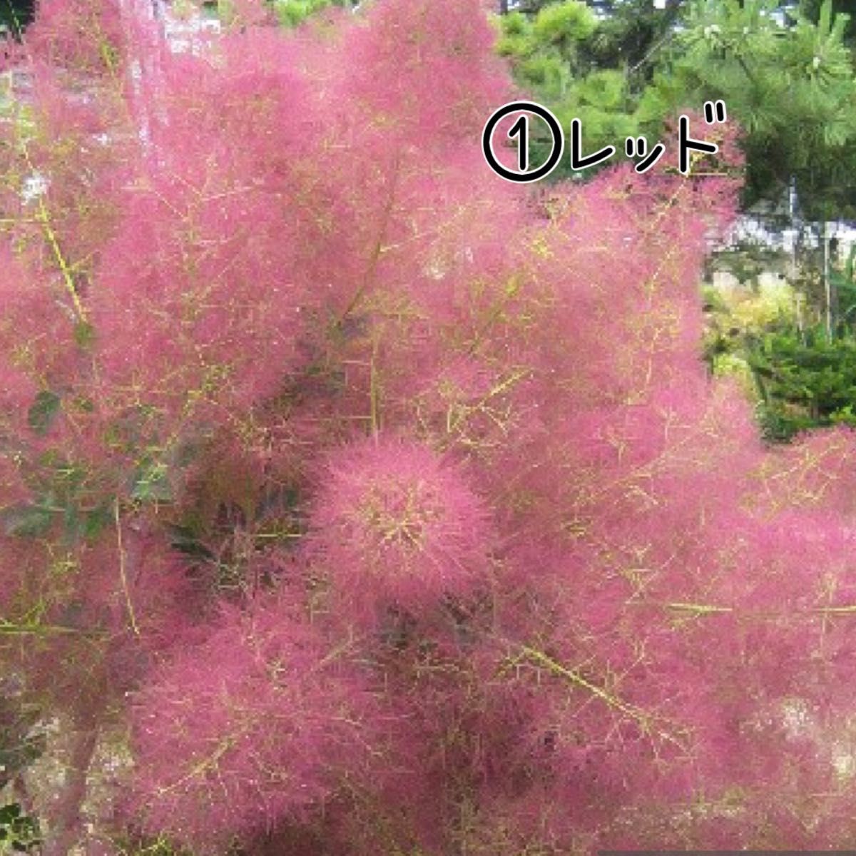 スモークツリー 挿し木用 小枝 3本 | www.fraynacho.com