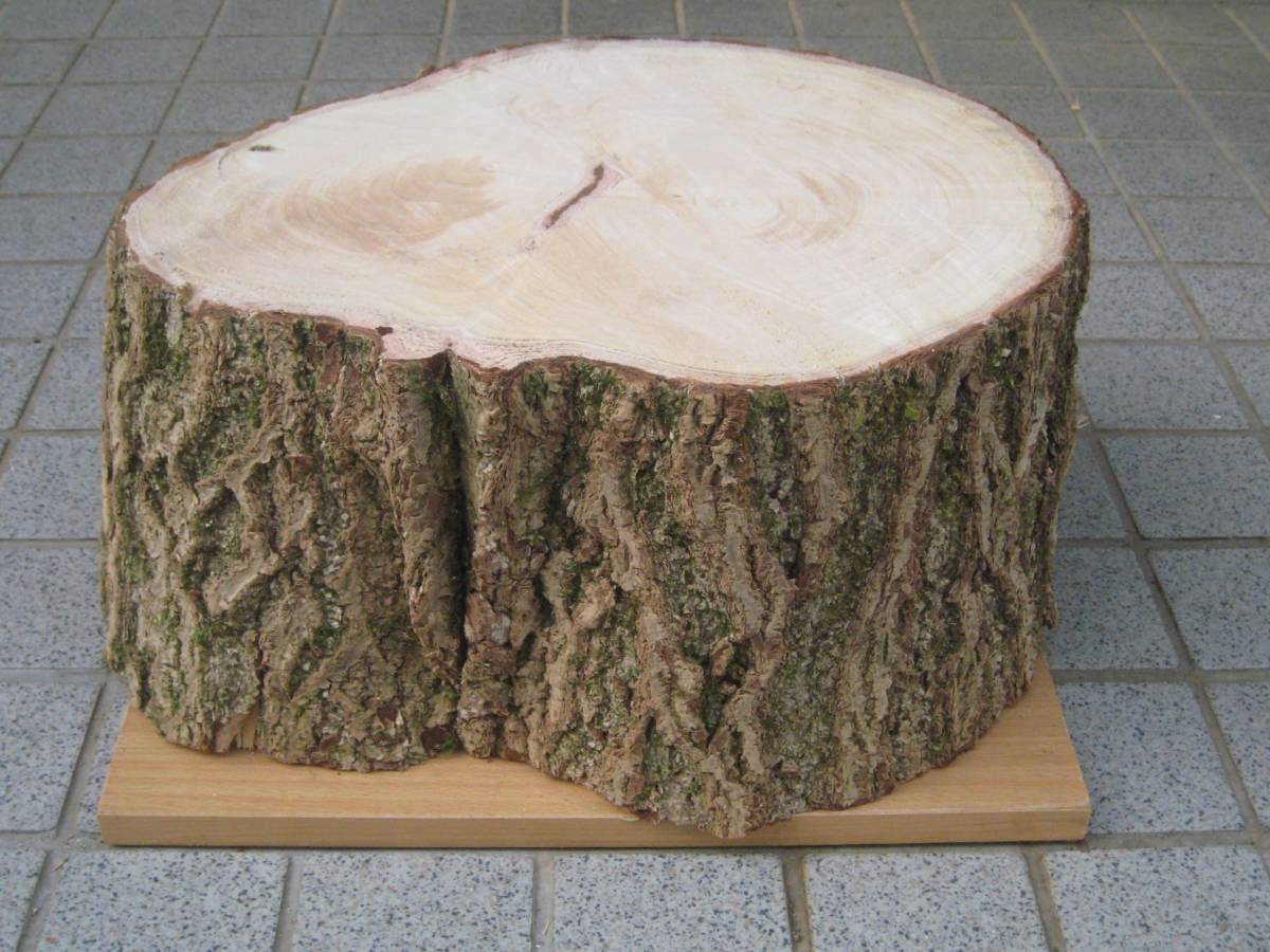 TP36 イチョウ 直径29~42cm×高さ20cm 丸太椅子 飾り台 観葉植物 TP36 イチョウ 直径29~42cm×高さ20cm 丸太椅子 飾り台 観葉植物