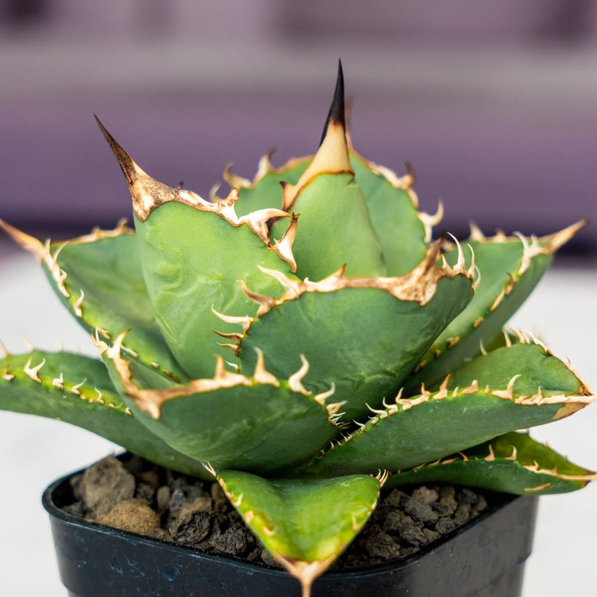 中株】アガベ チタノタ US株① agave titanota (検:オテロイ・清櫻