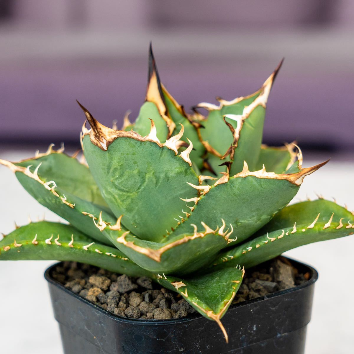 中株】アガベ チタノタ US株① agave titanota (検:オテロイ・清櫻