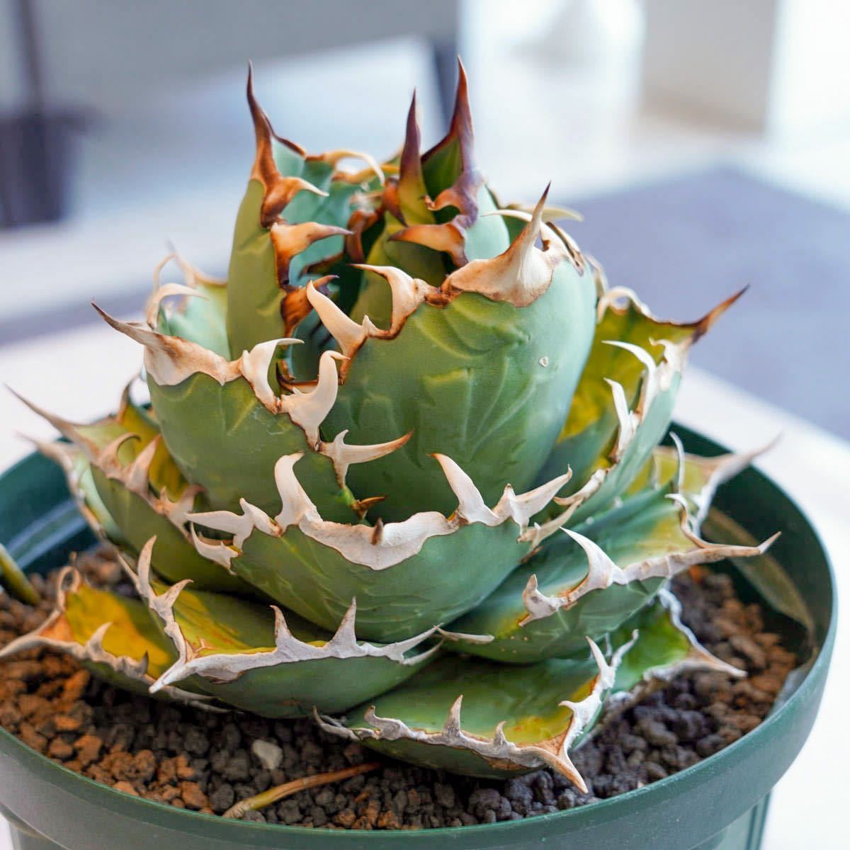 中株】アガベ チタノタ US株① agave titanota (検:オテロイ・清櫻