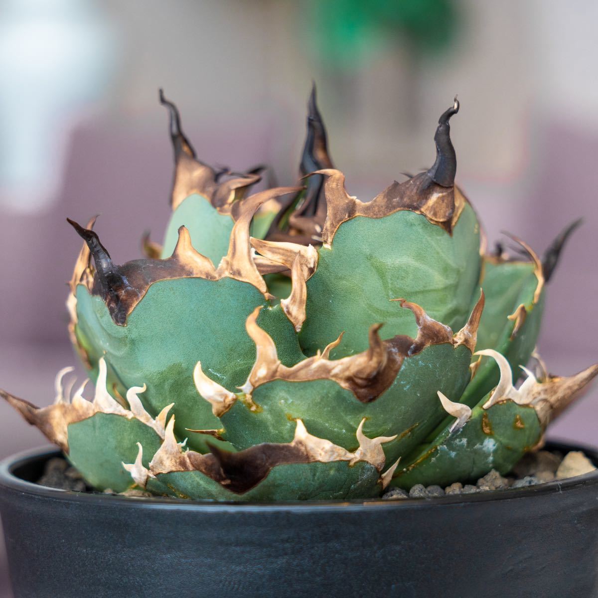 親株】Lize産 ハデス Hades アガベ チタノタ agave titanota (検:清櫻