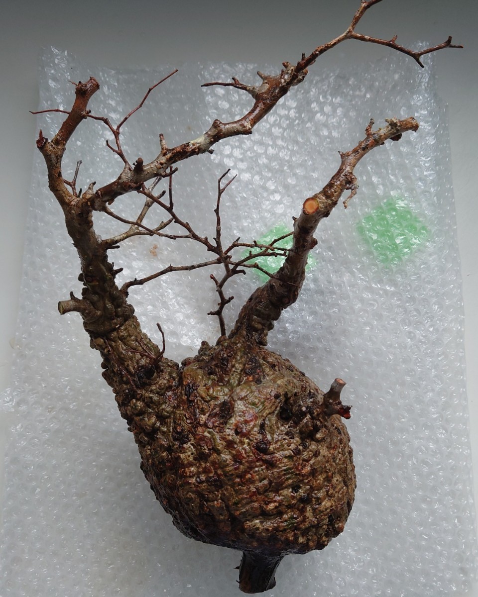 オペルクリカリア パキプス 大株 塊根植物 ベアルート 6/22入荷 新鮮