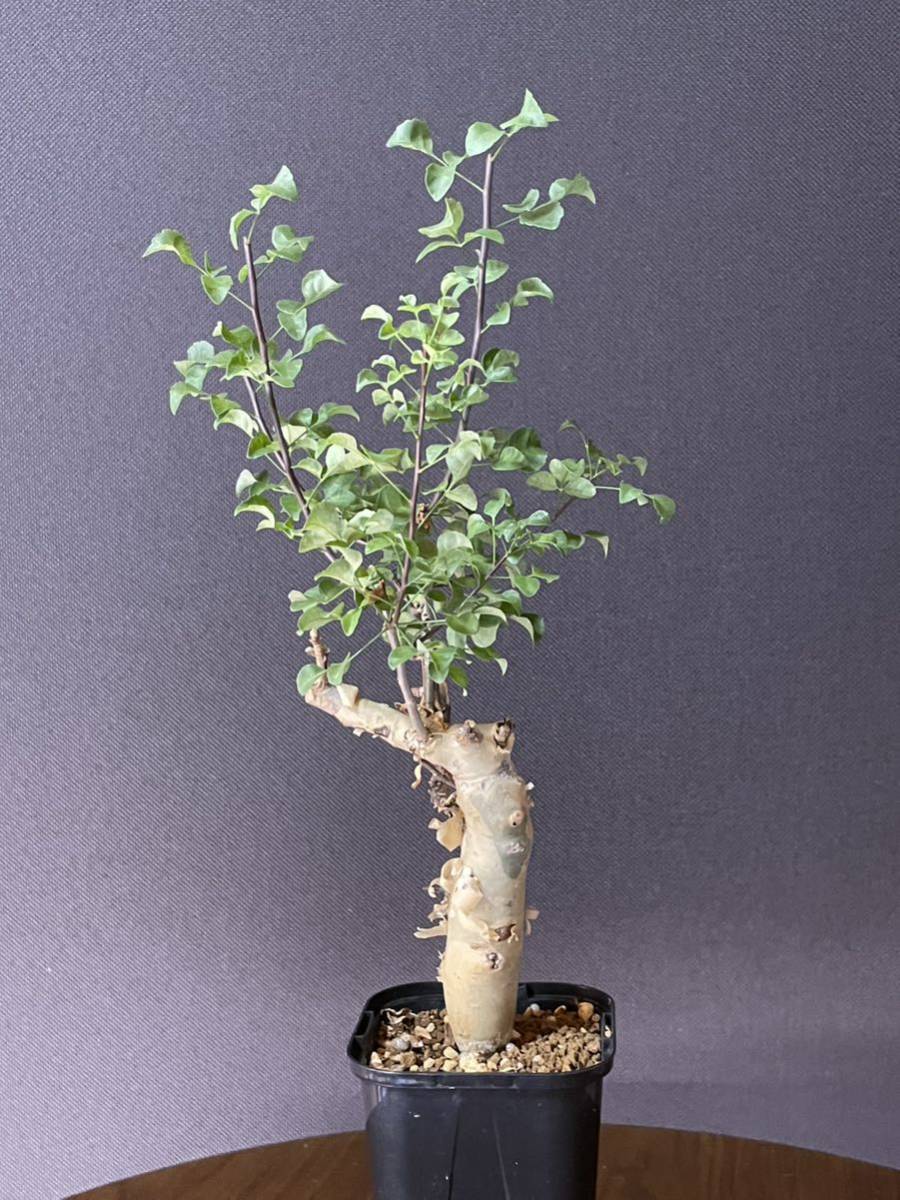 ミニサイズ発根済》ソマリア産 コミフォラ カタフ Commiphora ミニサイズ発根済》ソマリア産 コミフォラ カタフ Commiphora