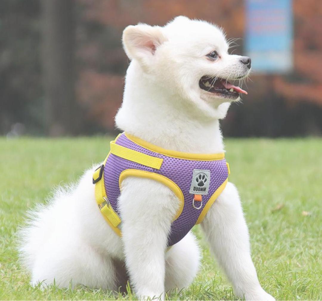 犬 パープル ハーネス リード セット L 紫 散歩 かわいい カラフル