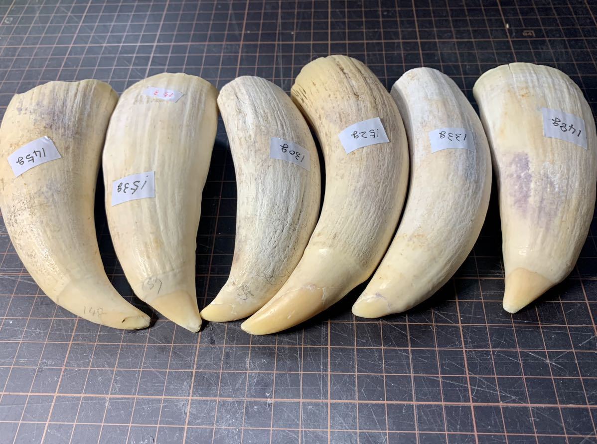 彫刻素材、マッコウクジラの歯(1577g) | www.wansors.id