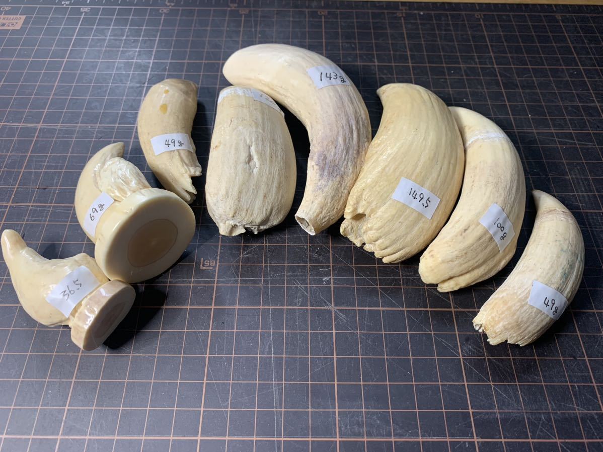 彫刻素材、マッコウクジラの歯(1577g) | www.wansors.id