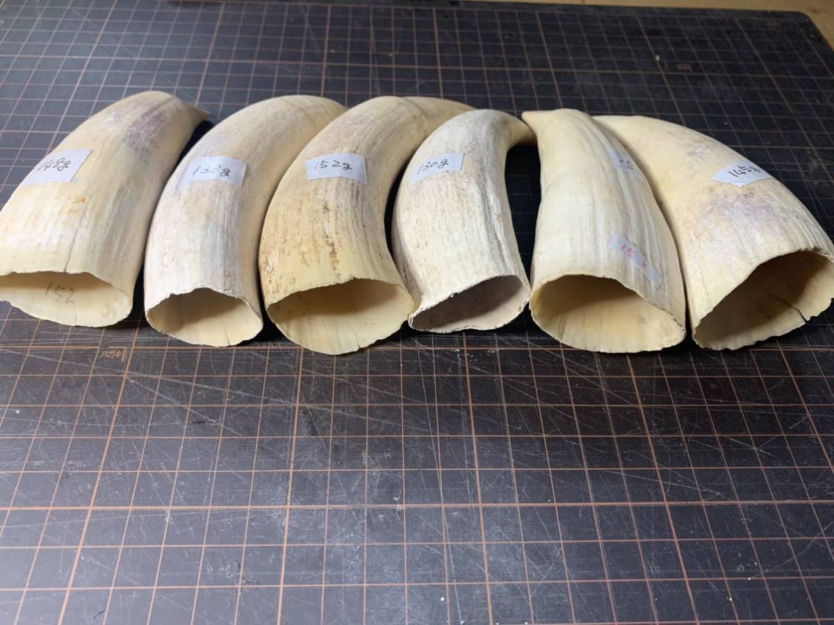 彫刻素材、マッコウクジラの歯(1577g) 彫刻素材、マッコウクジラの歯(1577g)