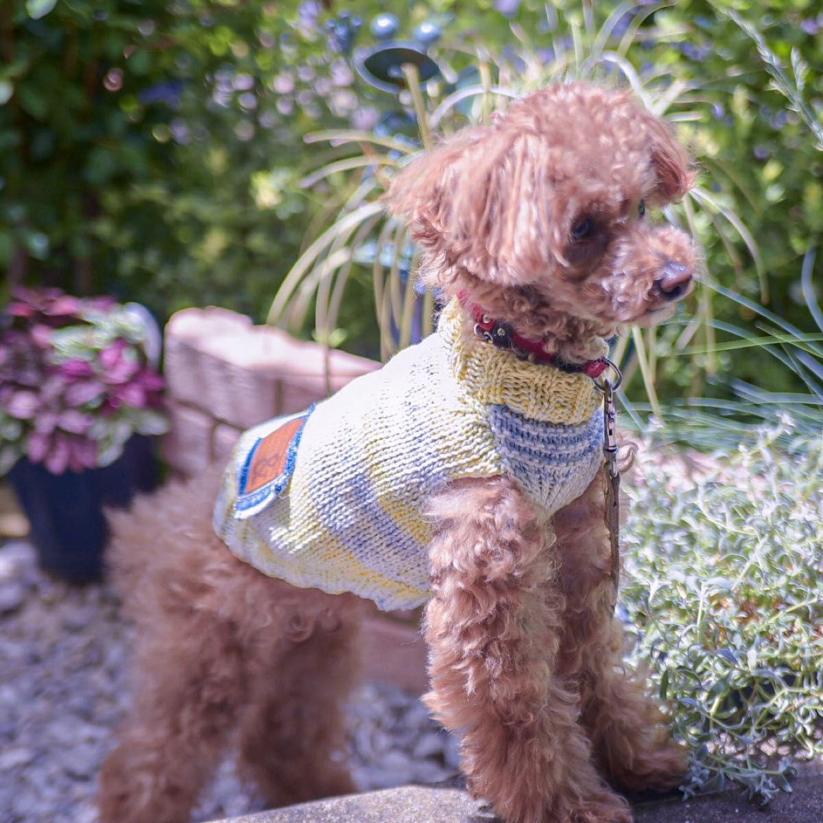 犬服 ハンドメイド 編み物 コットンベスト　タンクトップ　ボーダー カラフル レインボー スプリング 小型犬 