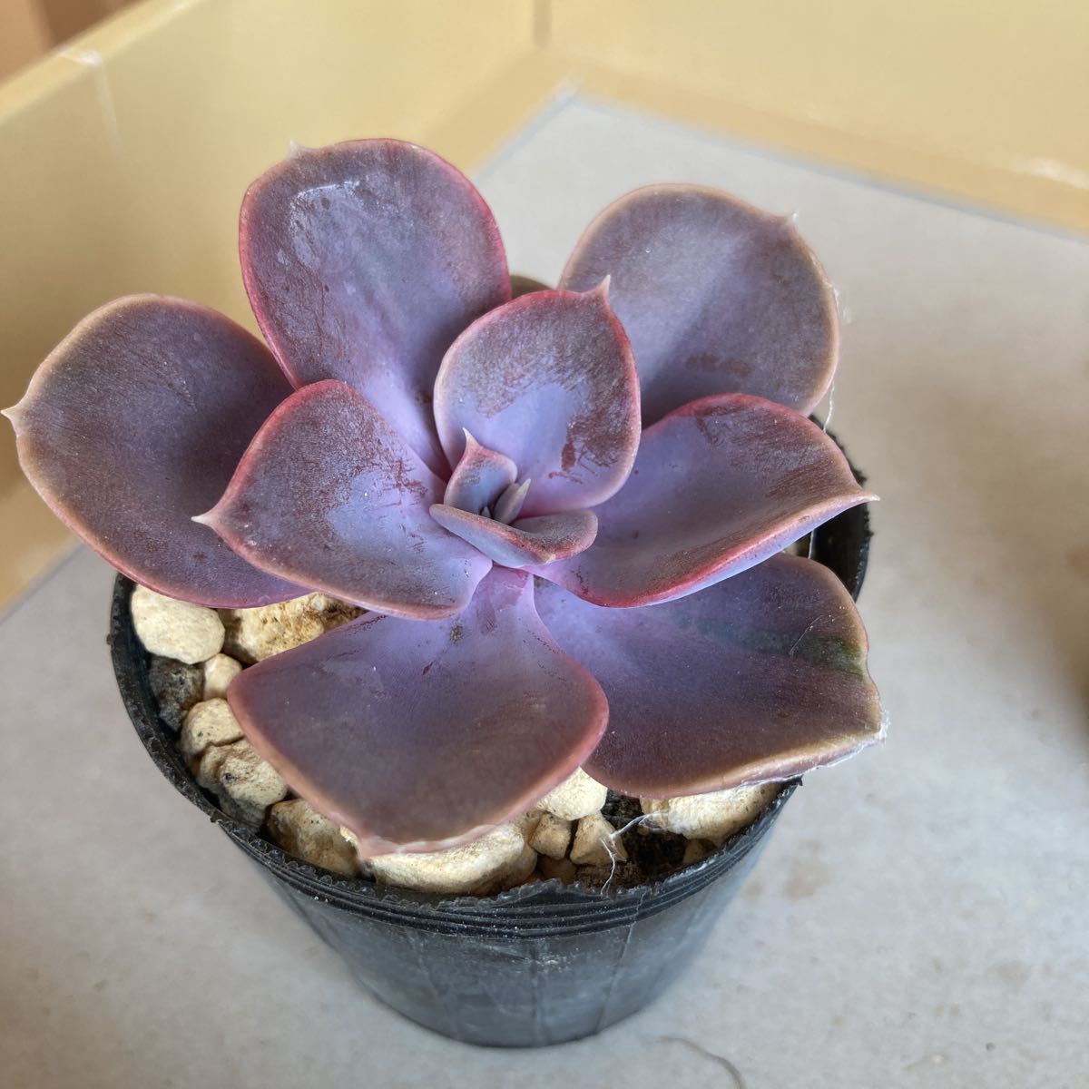 多肉植物☆パールフォンニュルンベルグ☆大☆カット苗☆黄棒